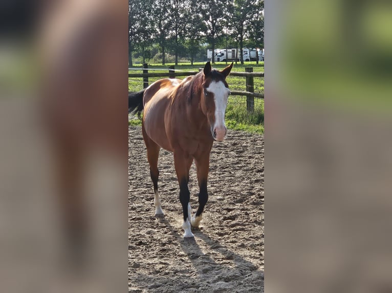 Italienisches Reitpferd Stute 11 Jahre 160 cm Hellbrauner in HünxeHünxe