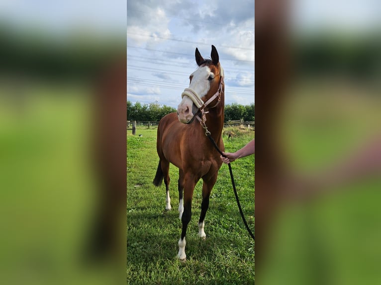 Italienisches Reitpferd Stute 11 Jahre 160 cm Hellbrauner in HünxeHünxe