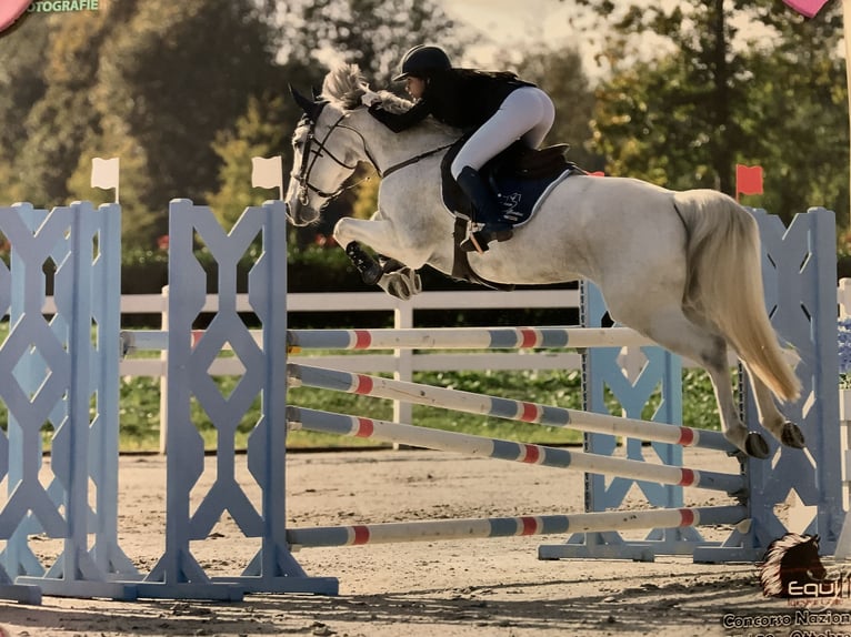 Italienisches Reitpferd Stute 12 Jahre 158 cm Schimmel in Saronno