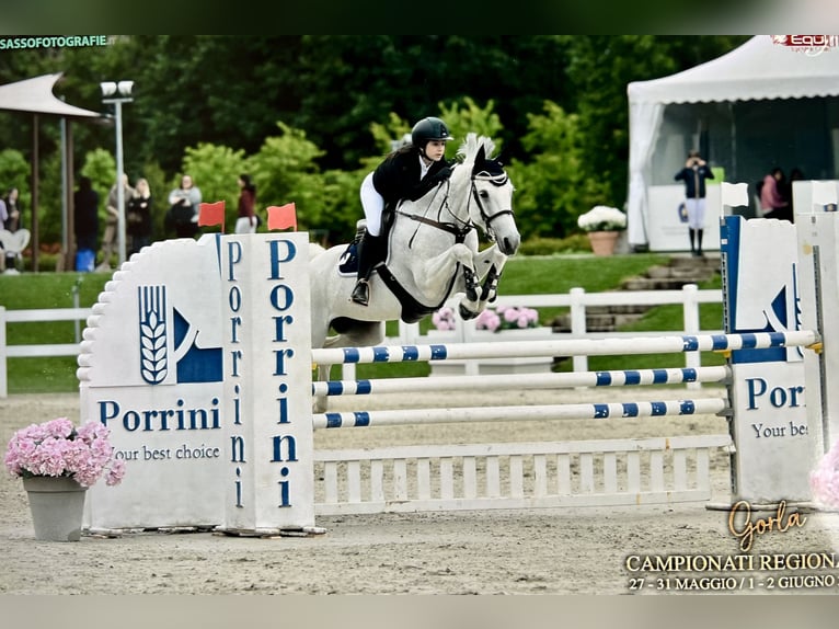 Italienisches Reitpferd Stute 12 Jahre 158 cm Schimmel in Saronno