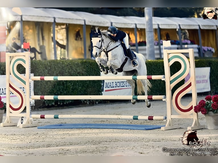 Italienisches Reitpferd Stute 12 Jahre 158 cm Schimmel in Saronno