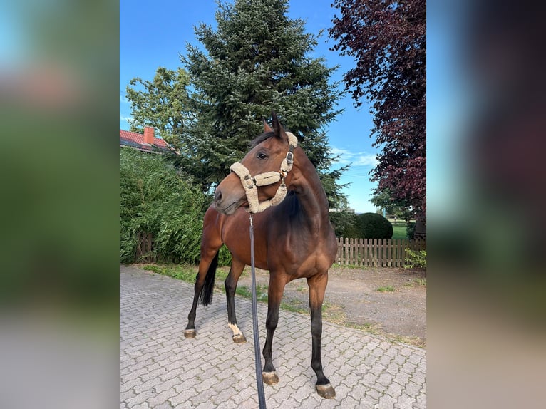 Italienisches Reitpferd Stute 12 Jahre 175 cm Brauner in Hilchenbach