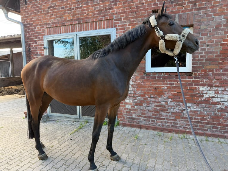 Italienisches Reitpferd Stute 12 Jahre 175 cm Brauner in Hilchenbach