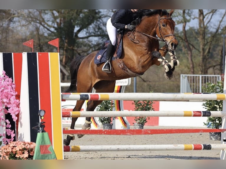 Italienisches Reitpferd Stute 12 Jahre 175 cm Brauner in Neustadt am Rübenberge