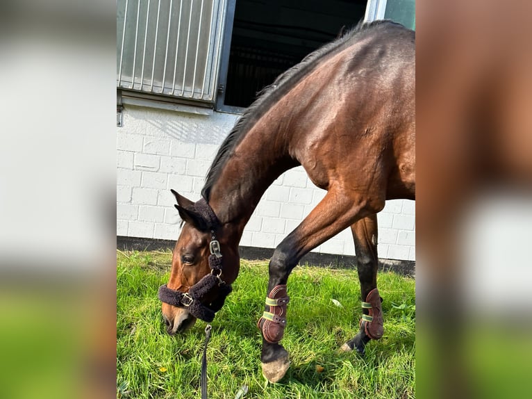 Italienisches Reitpferd Stute 12 Jahre 175 cm Brauner in Neustadt am Rübenberge