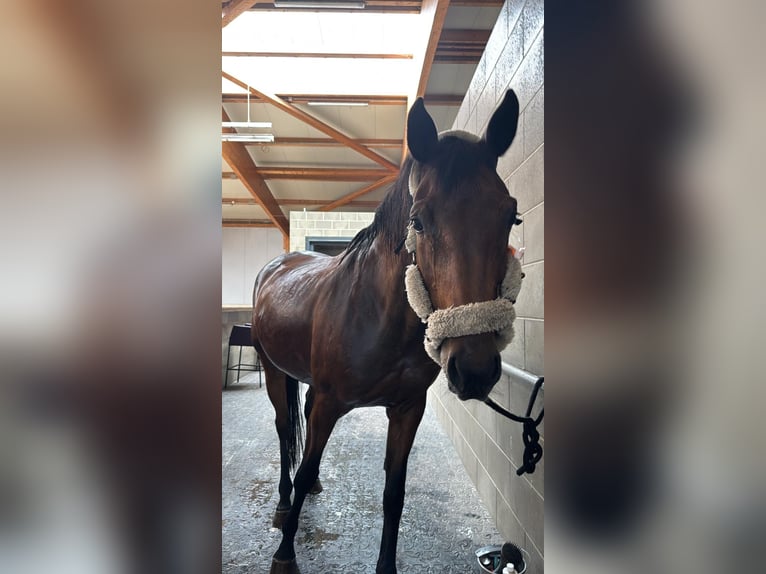 Italienisches Reitpferd Stute 12 Jahre 175 cm Brauner in Neustadt am Rübenberge