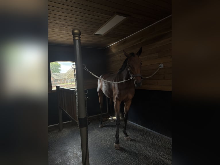 Italienisches Reitpferd Stute 12 Jahre 175 cm Brauner in Neustadt am Rübenberge