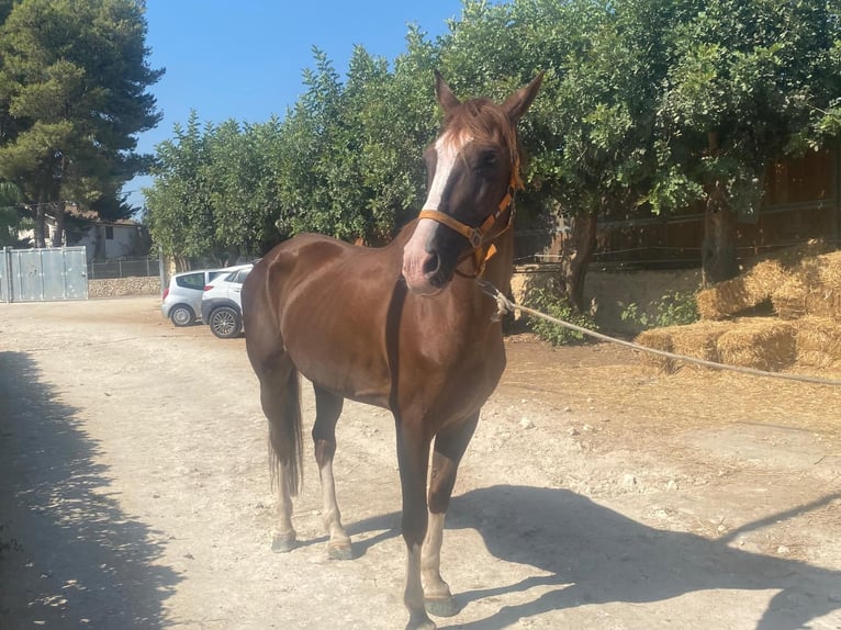 Italienisches Reitpferd Mix Stute 13 Jahre 165 cm Fuchs in Solarino