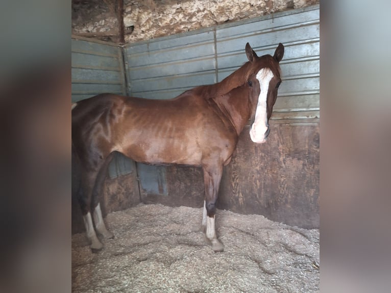 Italienisches Reitpferd Mix Stute 13 Jahre 165 cm Fuchs in Solarino