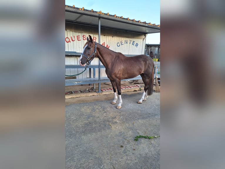 Italienisches Reitpferd Stute 13 Jahre 165 cm Fuchs in Solarino