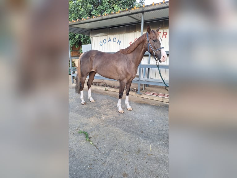 Italienisches Reitpferd Stute 13 Jahre 165 cm Fuchs in Solarino
