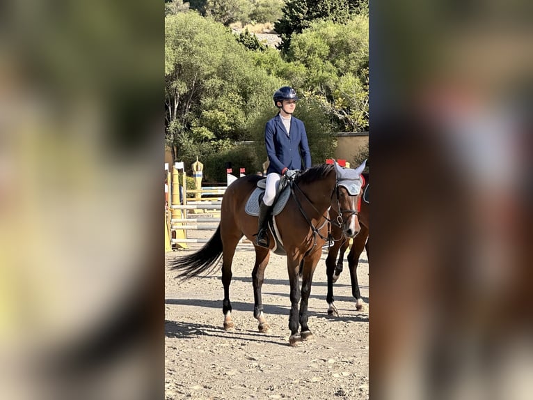 Italienisches Reitpferd Stute 13 Jahre 165 cm Rotbrauner in Palermo