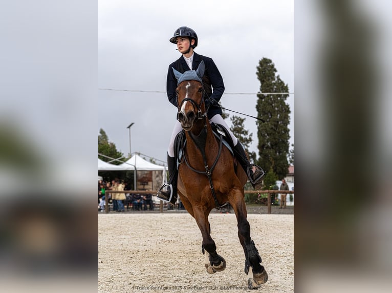 Italienisches Reitpferd Stute 13 Jahre 165 cm Rotbrauner in Palermo