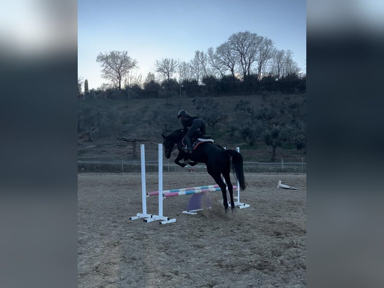 Italienisches Reitpferd Stute 14 Jahre 160 cm Dunkelbrauner in Pianella