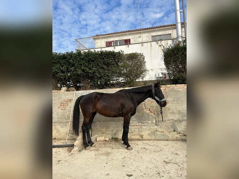 Italienisches Reitpferd Stute 14 Jahre 160 cm Dunkelbrauner in Pianella