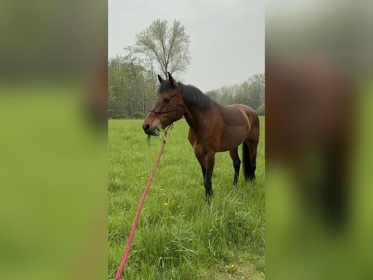 Italienisches Reitpferd Stute 14 Jahre 166 cm Brauner in Barzago