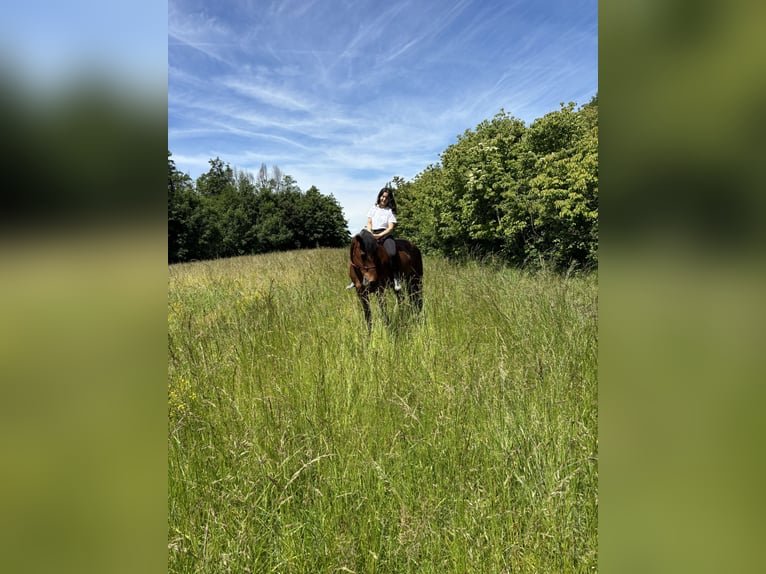 Italienisches Reitpferd Stute 14 Jahre 166 cm Brauner in Barzago