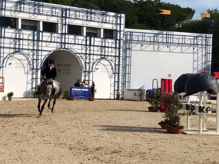 Italienisches Reitpferd Stute 14 Jahre 168 cm Schimmel in Sacrofano (RM), Lazio