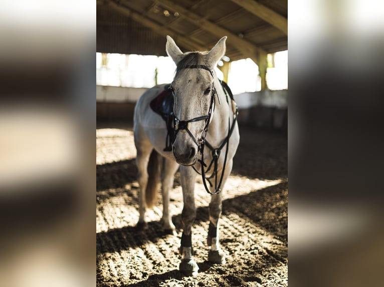 Italienisches Reitpferd Stute 14 Jahre 168 cm Schimmel in Sacrofano (RM), Lazio