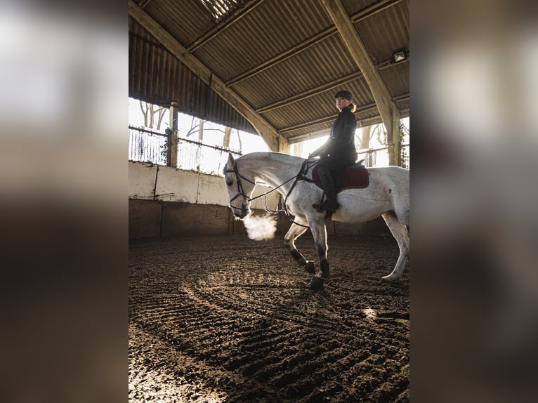 Italienisches Reitpferd Stute 14 Jahre 168 cm Schimmel in Sacrofano (RM), Lazio