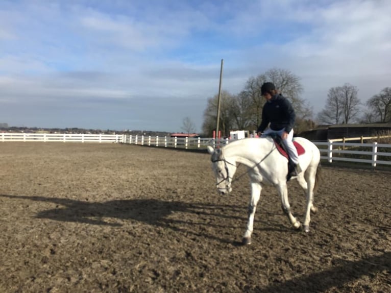 Italienisches Reitpferd Stute 14 Jahre 168 cm Schimmel in Sacrofano (RM), Lazio