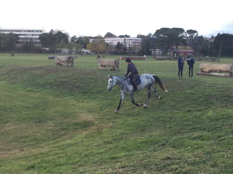 Italienisches Reitpferd Stute 14 Jahre 168 cm Schimmel in Sacrofano (RM), Lazio