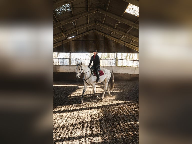 Italienisches Reitpferd Stute 14 Jahre 168 cm Schimmel in Sacrofano (RM), Lazio