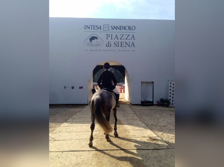 Italienisches Reitpferd Stute 14 Jahre 168 cm Schimmel in Sacrofano (RM), Lazio