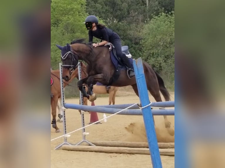 Italienisches Reitpferd Stute 15 Jahre 160 cm Dunkelbrauner in Cefalù