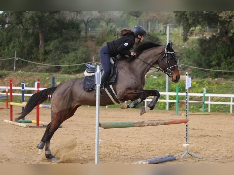 Italienisches Reitpferd Stute 15 Jahre 160 cm Dunkelbrauner in Cefalù