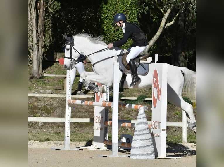 Italienisches Reitpferd Stute 18 Jahre 150 cm Schimmel in Caserta