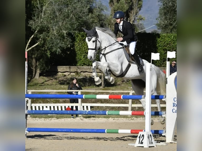 Italienisches Reitpferd Stute 18 Jahre 150 cm Schimmel in Caserta