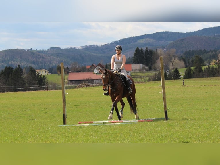 Italienisches Reitpferd Stute 18 Jahre 160 cm Brauner in Gleisdorf