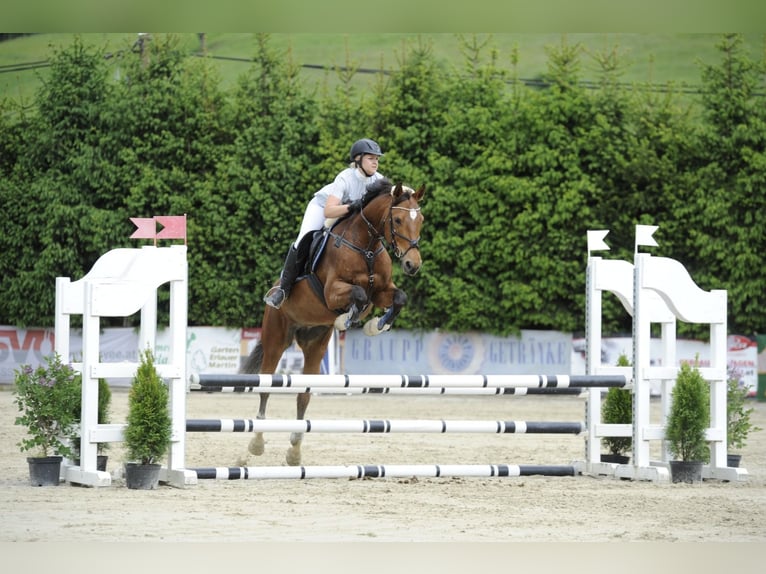 Italienisches Reitpferd Stute 18 Jahre 160 cm Brauner in Gleisdorf