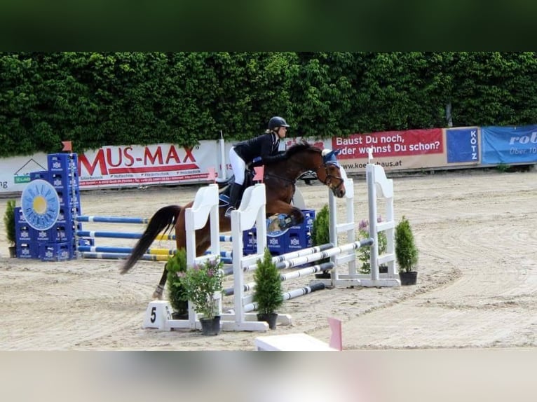 Italienisches Reitpferd Stute 18 Jahre 160 cm Brauner in Gleisdorf