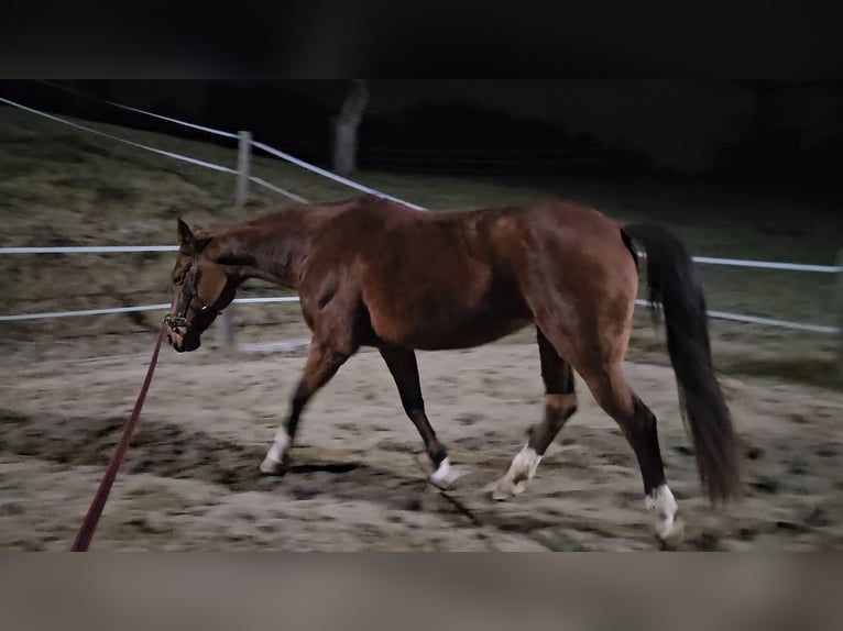 Italienisches Reitpferd Stute 18 Jahre 160 cm Brauner in Gleisdorf