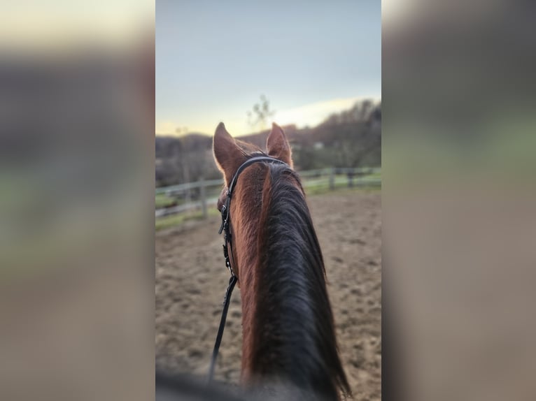 Italienisches Reitpferd Stute 18 Jahre 160 cm Brauner in Gleisdorf