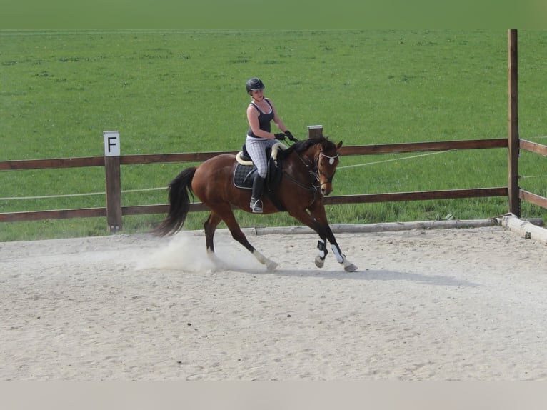 Italienisches Reitpferd Stute 18 Jahre 160 cm Brauner in Gleisdorf