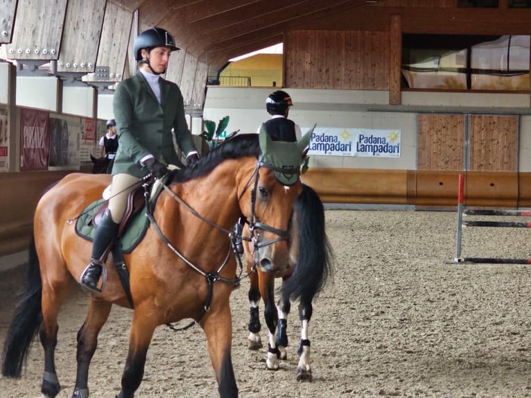 Italienisches Reitpferd Stute 18 Jahre 180 cm Brauner in Selvazzano Dentro