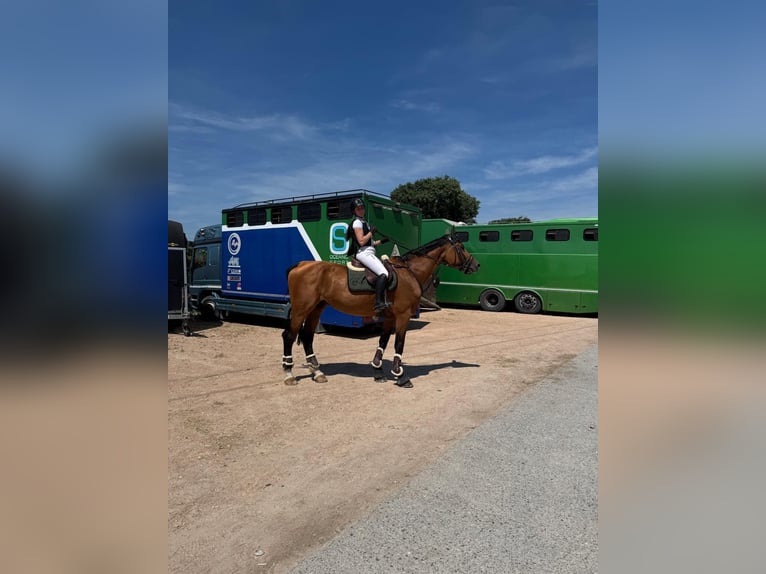 Italienisches Reitpferd Stute 18 Jahre 180 cm Brauner in Selvazzano Dentro