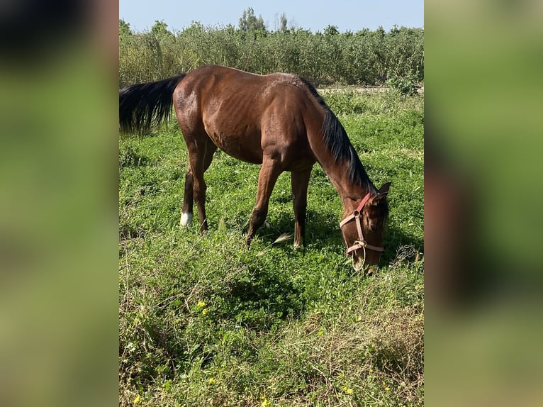 Italienisches Reitpferd Stute 1 Jahr Hellbrauner in Catania