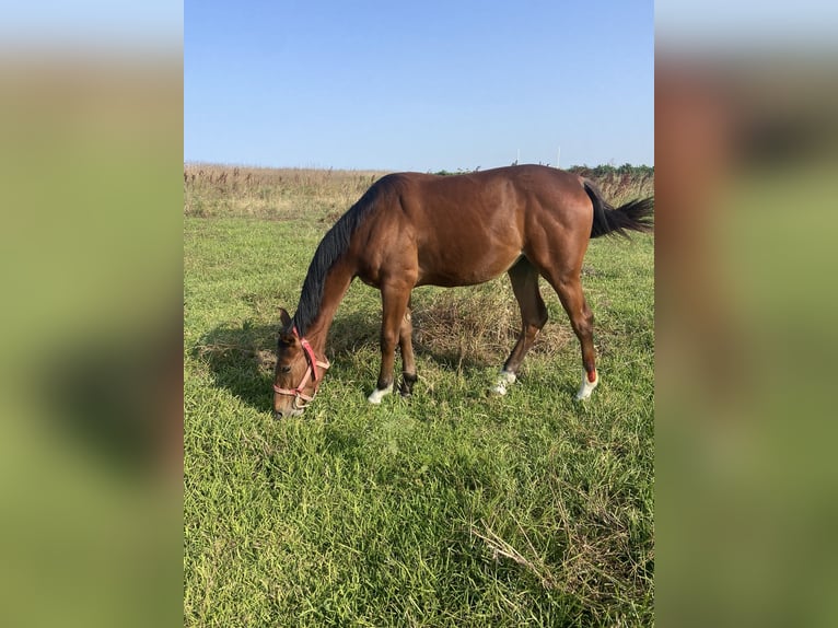 Italienisches Reitpferd Stute 1 Jahr Hellbrauner in Catania