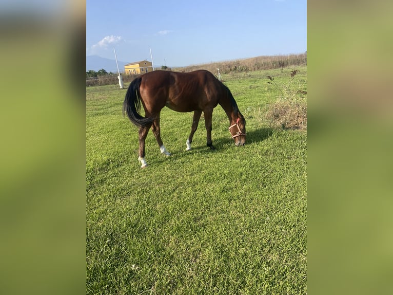 Italienisches Reitpferd Stute 1 Jahr Hellbrauner in Catania