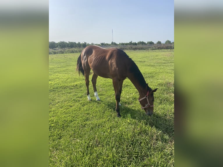Italienisches Reitpferd Stute 1 Jahr Hellbrauner in Catania
