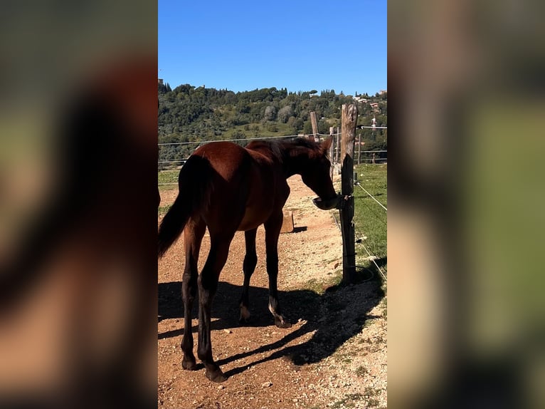 Italienisches Reitpferd Stute 1 Jahr Hellbrauner in Roccantica
