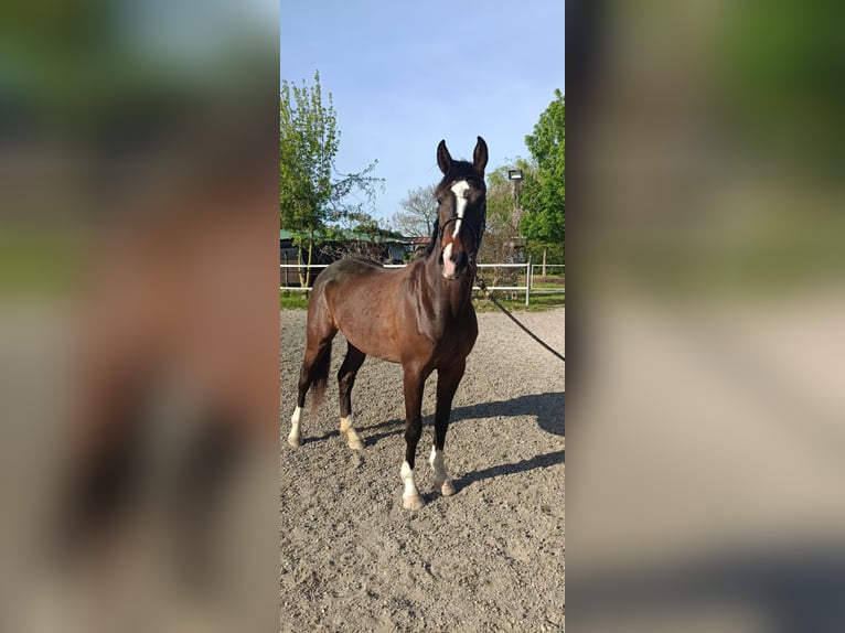 Italienisches Reitpferd Stute 3 Jahre 165 cm Brauner in Ravenna