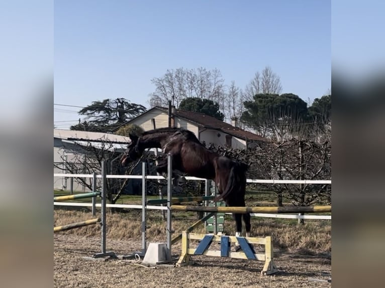 Italienisches Reitpferd Stute 3 Jahre 165 cm Brauner in Ravenna