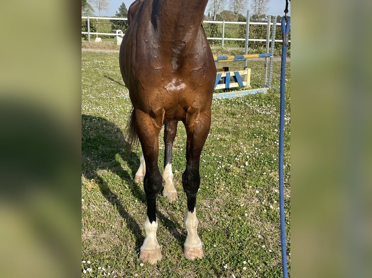 Italienisches Reitpferd Stute 3 Jahre 165 cm Brauner in Ravenna