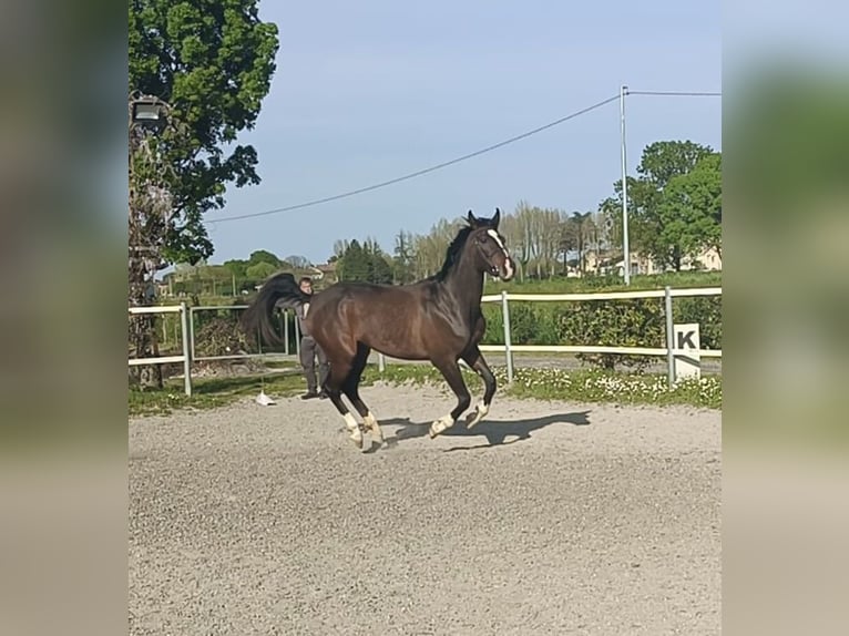 Italienisches Reitpferd Stute 3 Jahre 165 cm Brauner in Ravenna