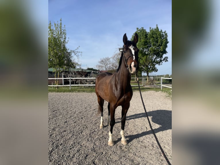 Italienisches Reitpferd Stute 3 Jahre 165 cm Brauner in Ravenna